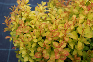 Picture of Berberis